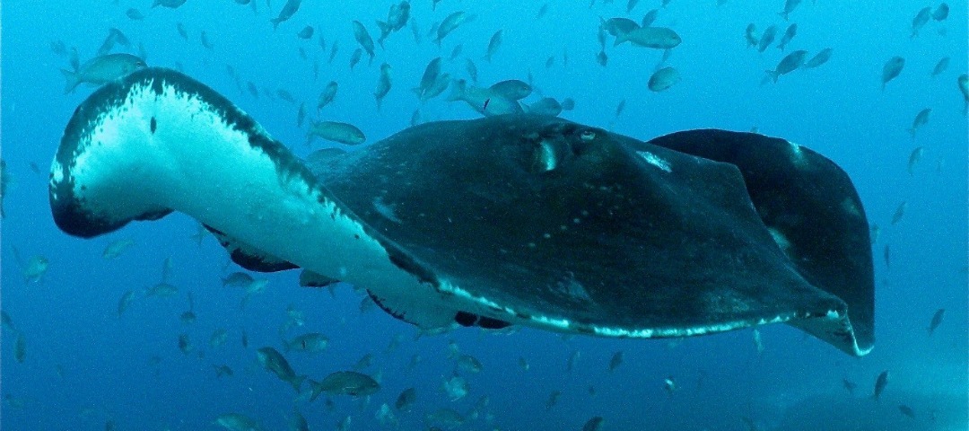 Celebrate South Australia’s marine life for World Oceans Day