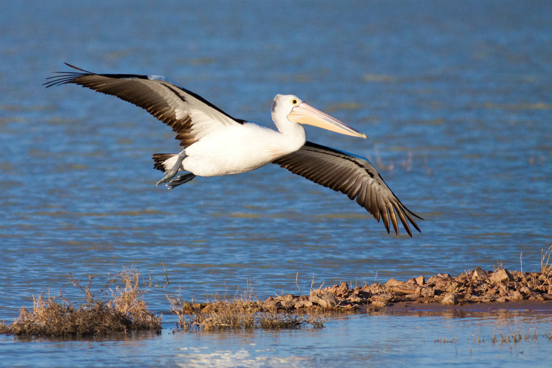 Your guide to visiting Coorong National Park