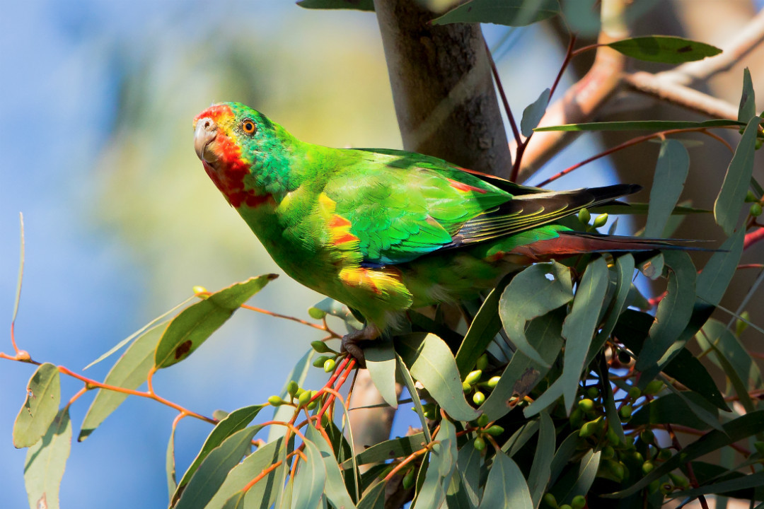 Your guide to Cleland’s exclusive bird tour