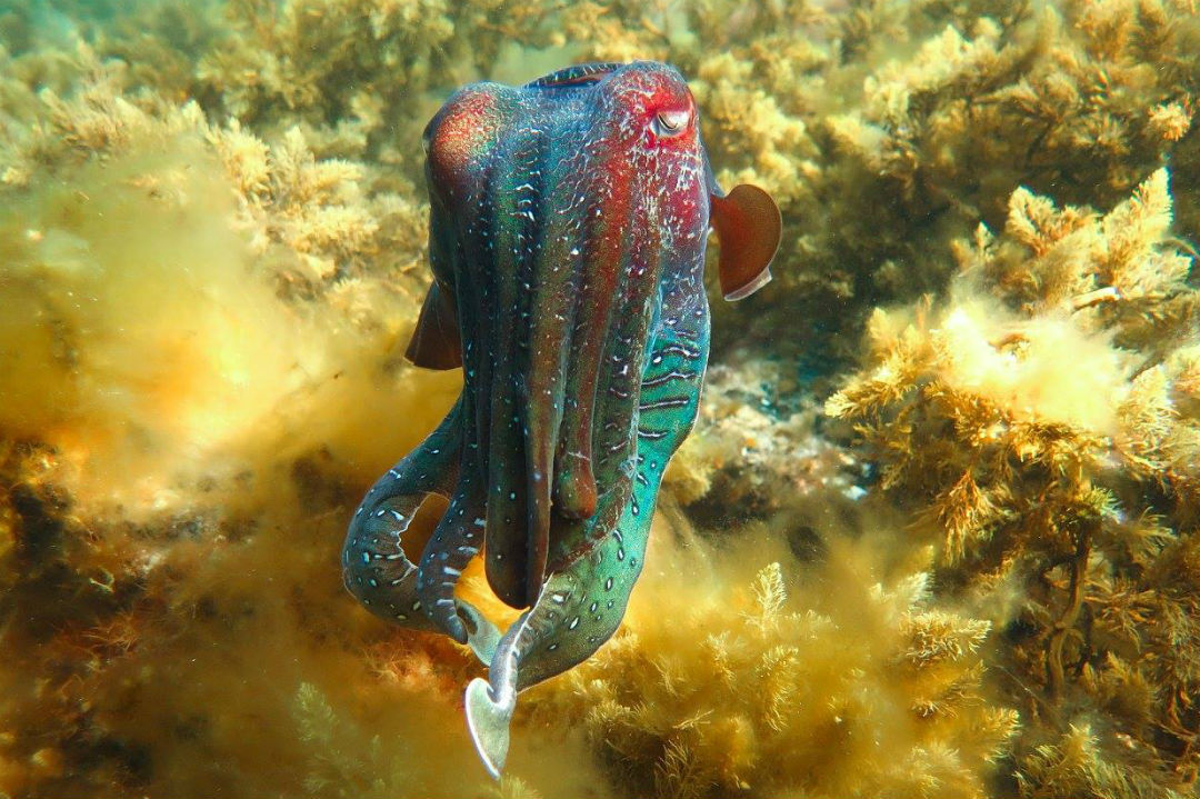 Where to swim with giant cuttlefish in South Australia