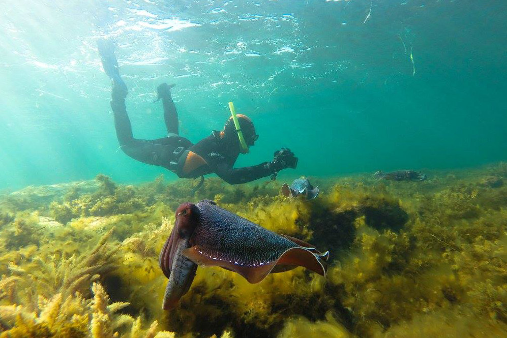 Where to swim with giant cuttlefish in South Australia