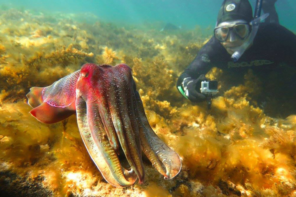 Everything you need to know about giant Australian cuttlefish in South Australia