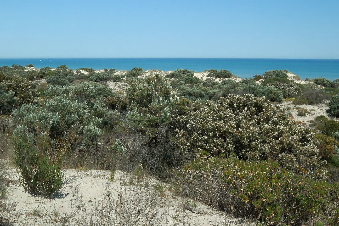 5 things to see along the new walking trail at Tennyson Dunes