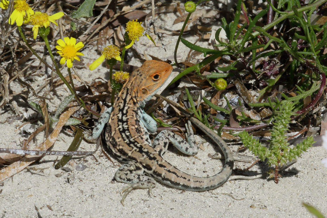 5 things to see along the new walking trail at Tennyson Dunes