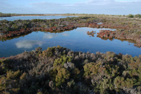 See shorebirds flocking to Adelaide