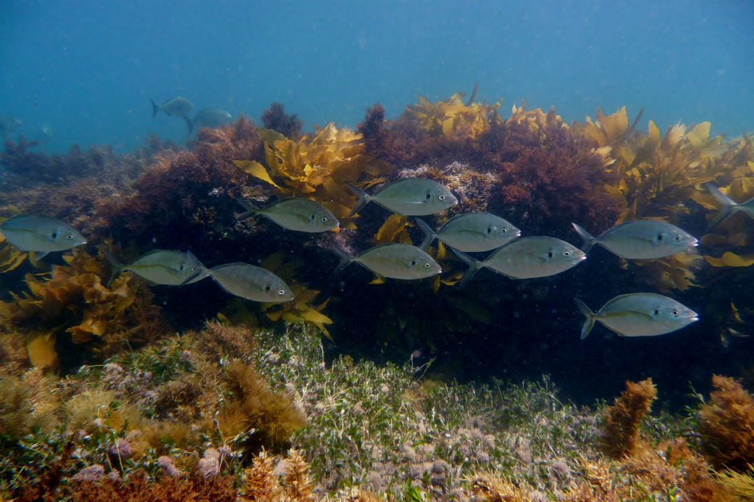 10 top spots to snorkel in South Australia