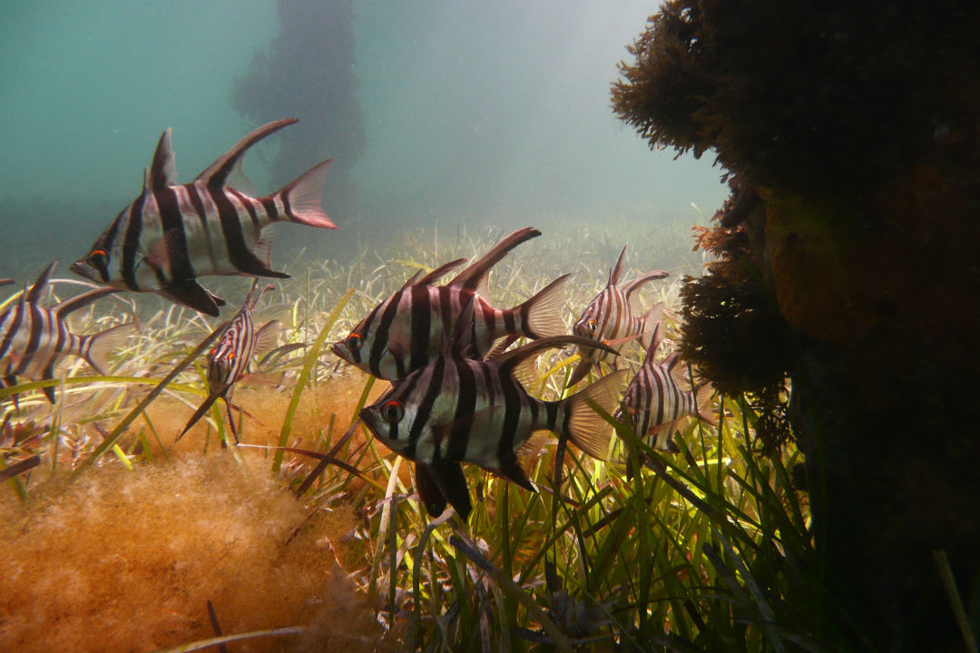 10 top spots to snorkel in South Australia