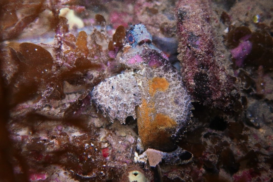 5 ‘cryptic’ fish to look for on your next snorkelling trip in South Australia