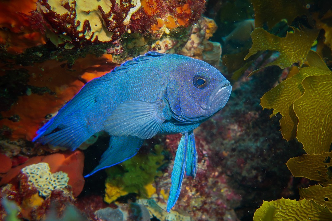 5 ‘cryptic’ fish to look for on your next snorkelling trip in South Australia