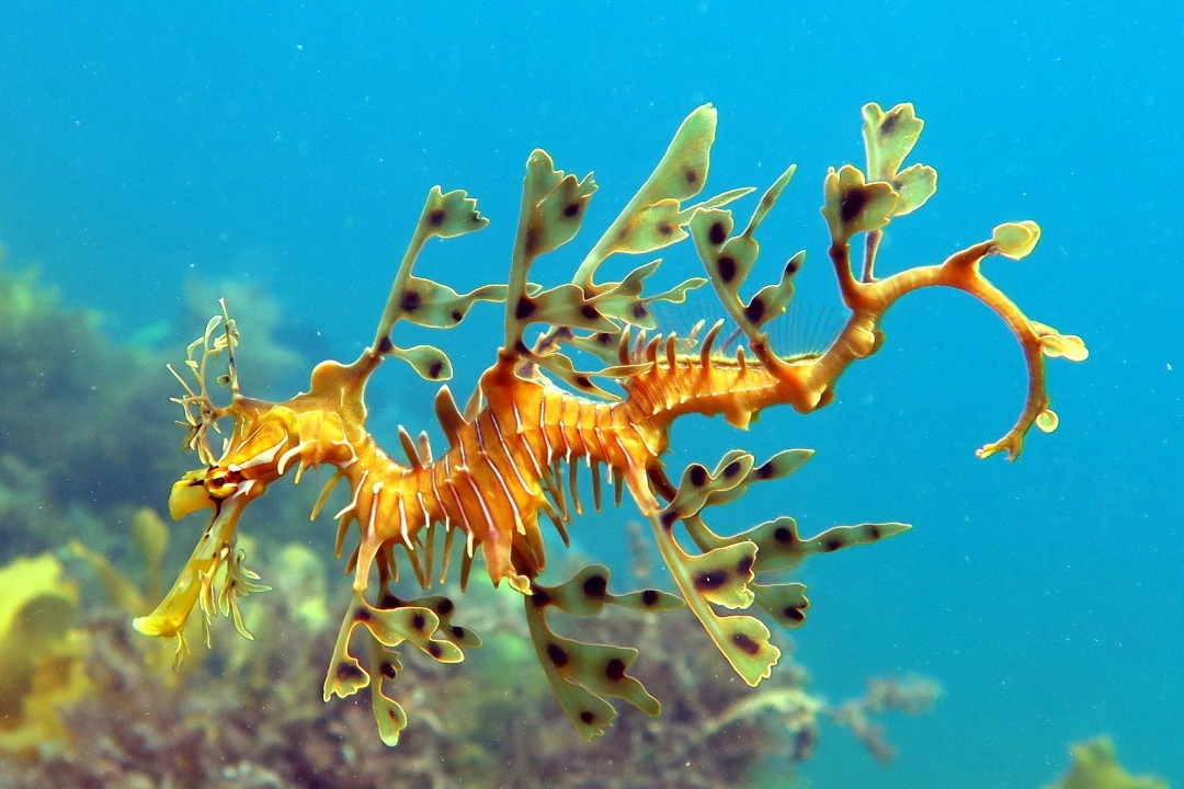 5 ‘cryptic’ fish to look for on your next snorkelling trip in South Australia