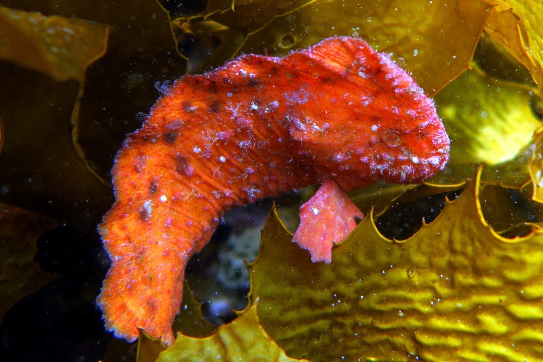 5 ‘cryptic’ fish to look for on your next snorkelling trip in South Australia