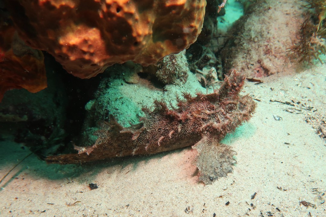 5 ‘cryptic’ fish to look for on your next snorkelling trip in South Australia