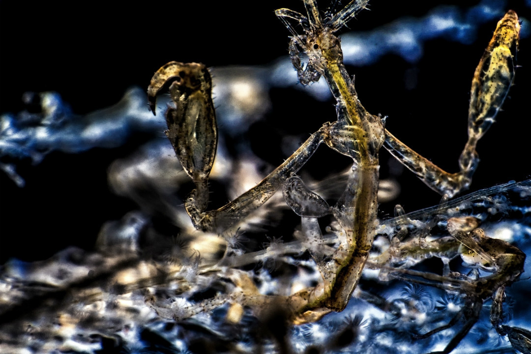 6 of South Australia’s weird-looking underwater creatures