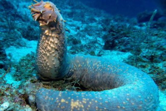 6 of South Australia’s weird-looking underwater creatures