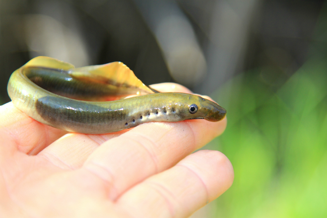 6 of South Australia’s weird-looking underwater creatures