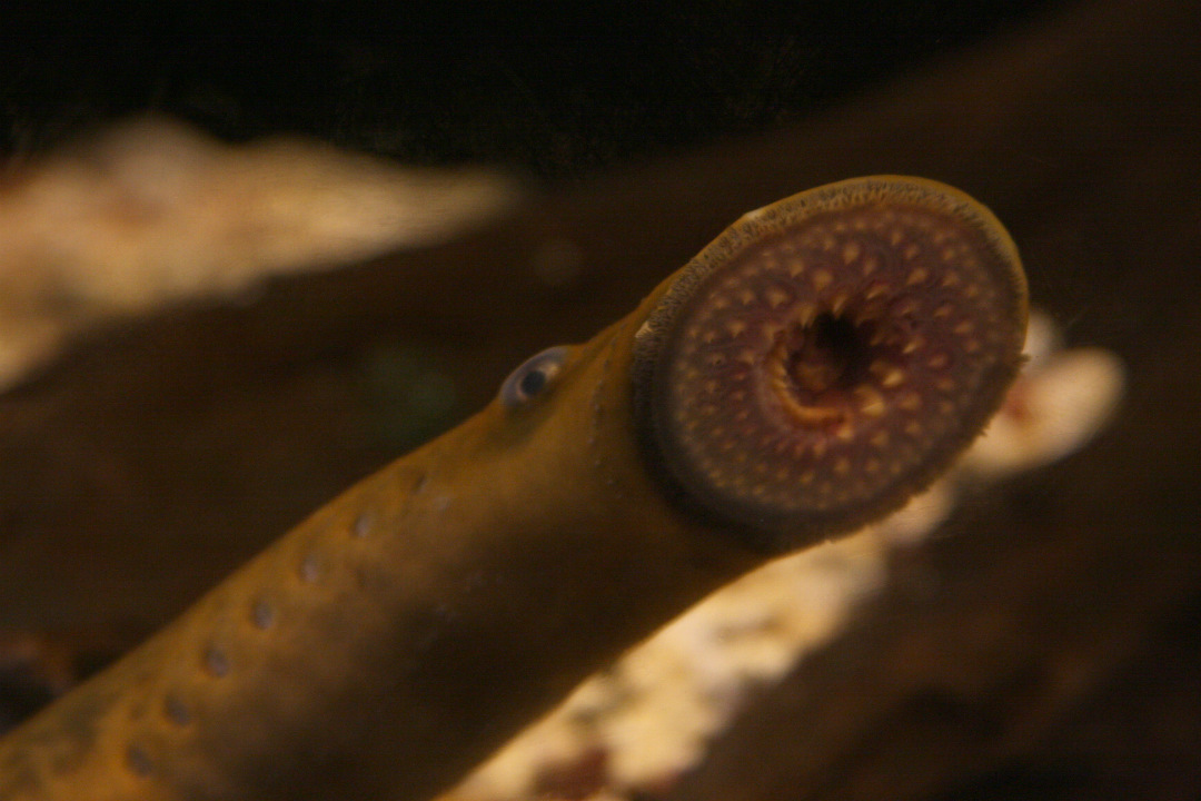 6 of South Australia’s weird-looking underwater creatures