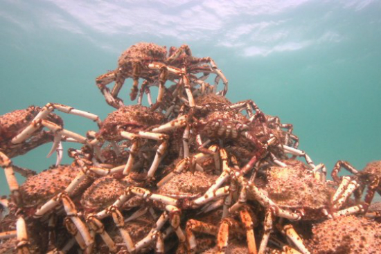 6 of South Australia’s weird-looking underwater creatures