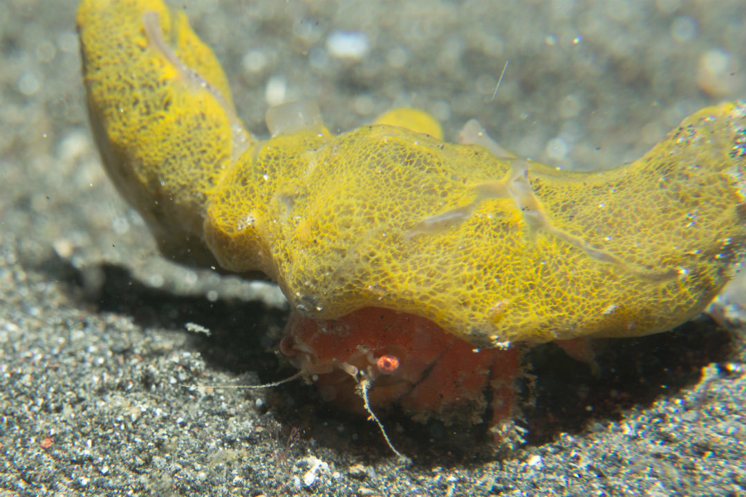 6 of South Australia’s weird-looking underwater creatures