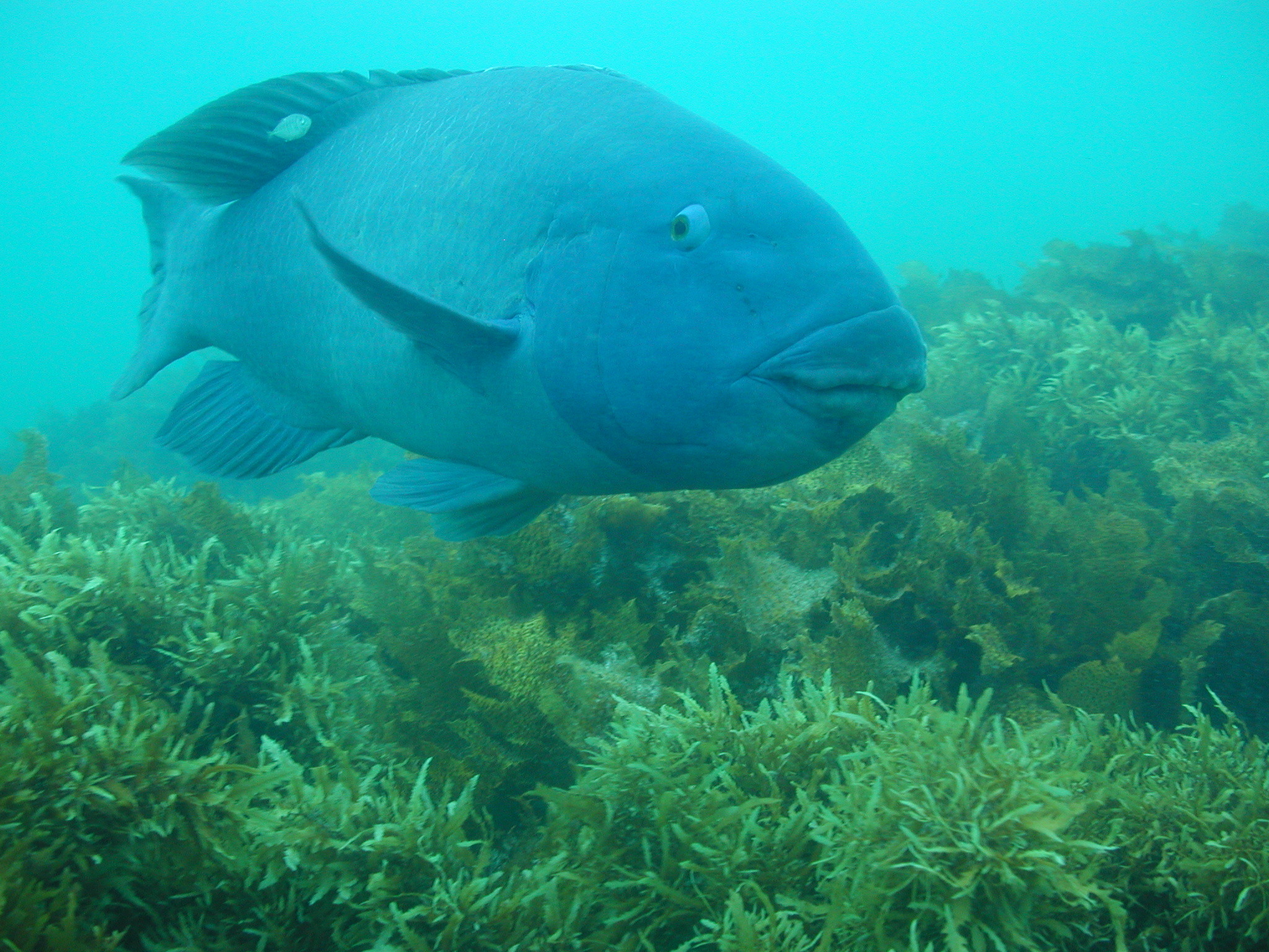 5 reef fish you’ll find in South Australia