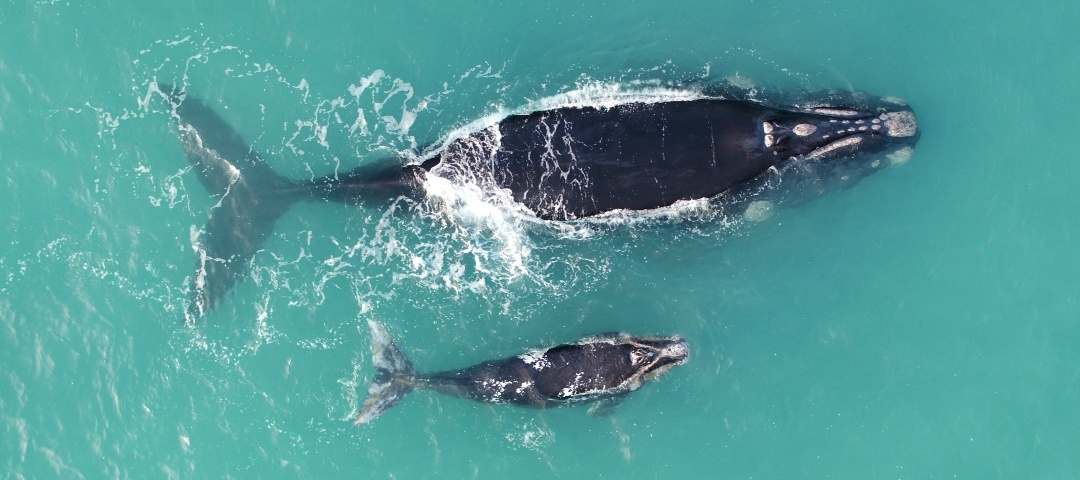 Celebrate South Australia’s marine life for World Oceans Day