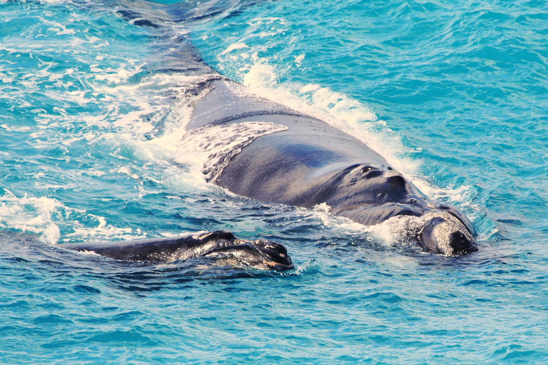 Top spots for whale-watching in South Australia