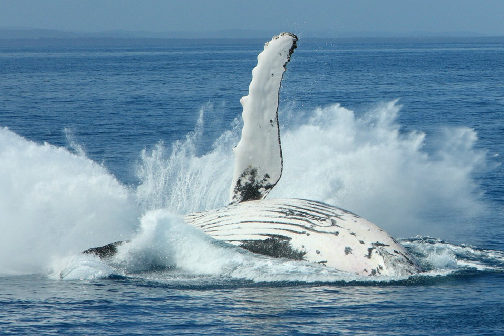 Top spots for whale-watching in South Australia