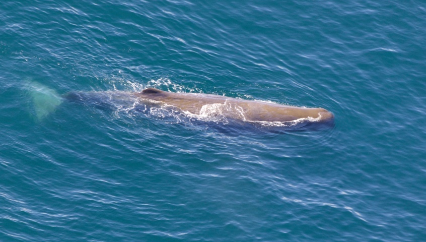 Discover the quirky side of South Australia’s marine life