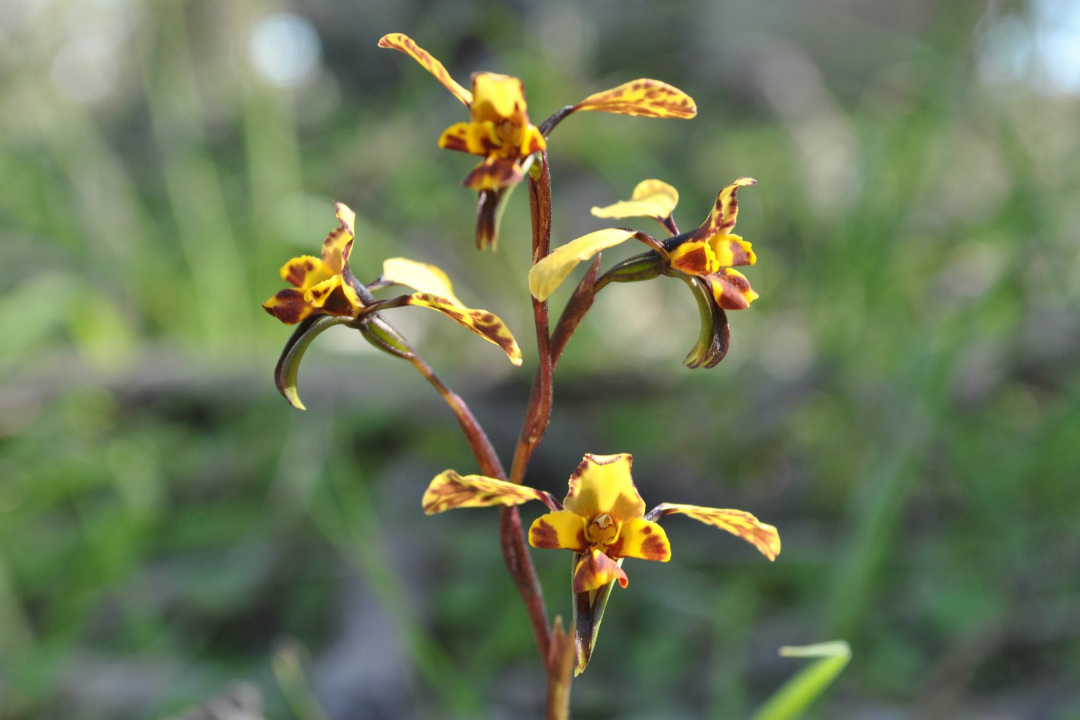 Where to find wildflowers in South Australia