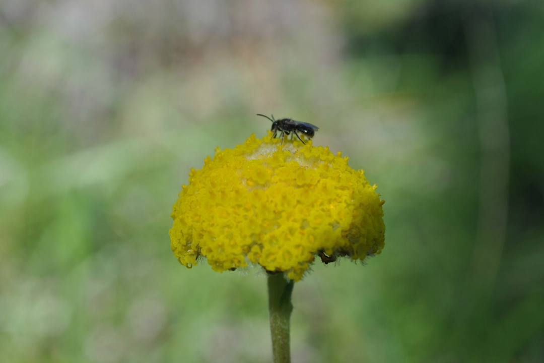 Where to find wildflowers in South Australia