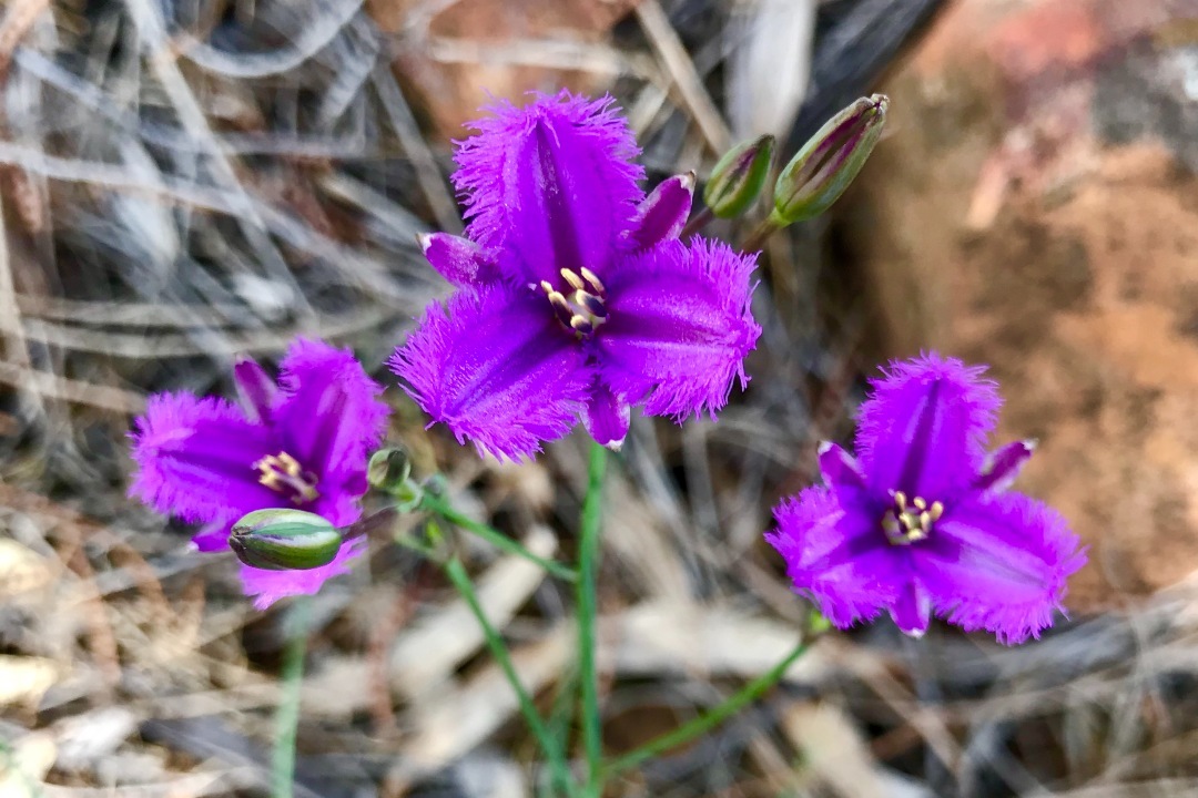 6 wildflowers you can see in the Flinders Ranges this spring