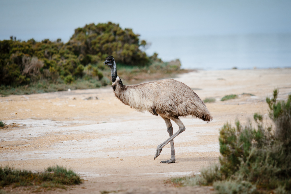 5 treasures of Coffin Bay National Park