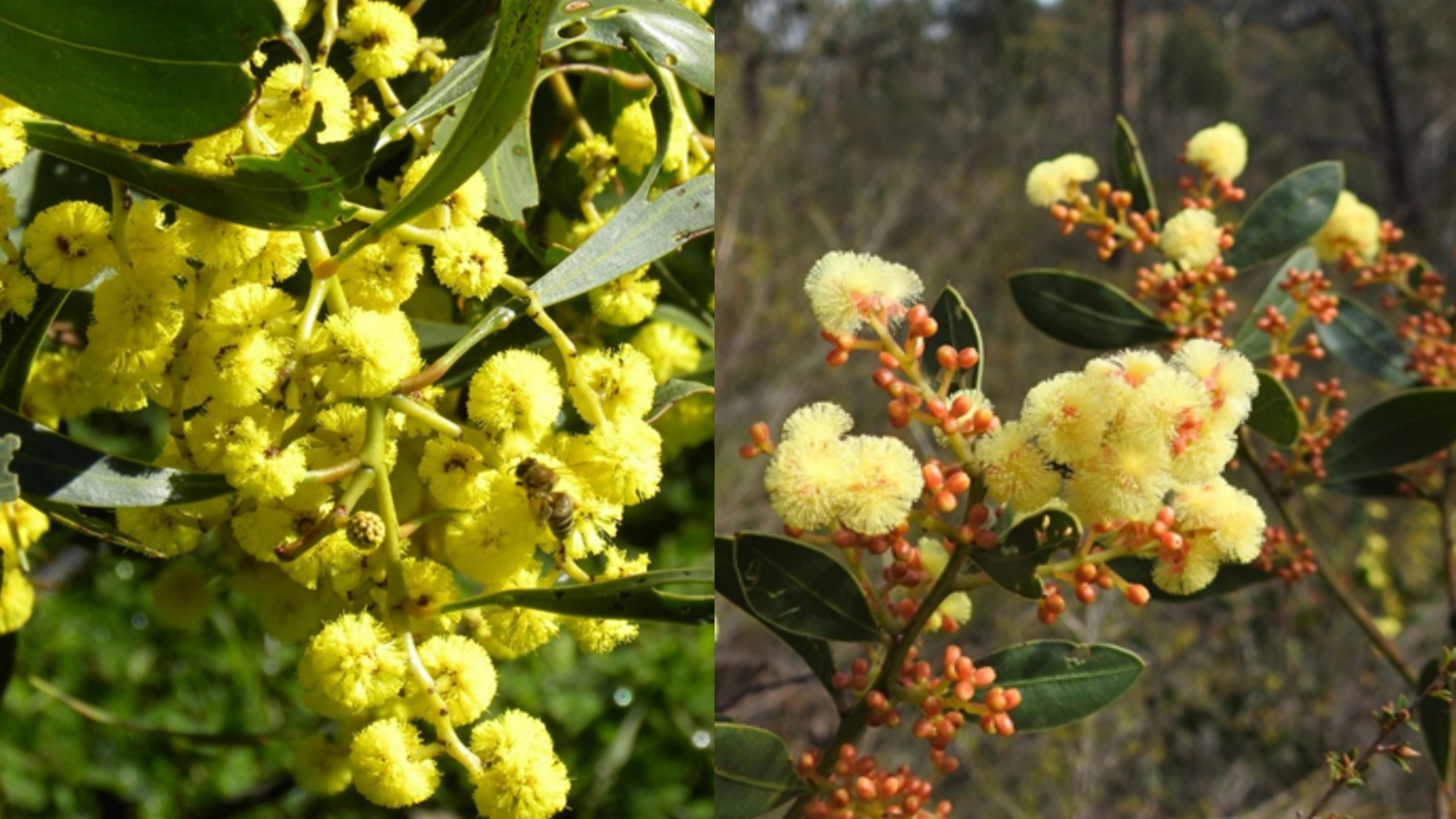 Acacia pycnantha and Acacia myrtifolia