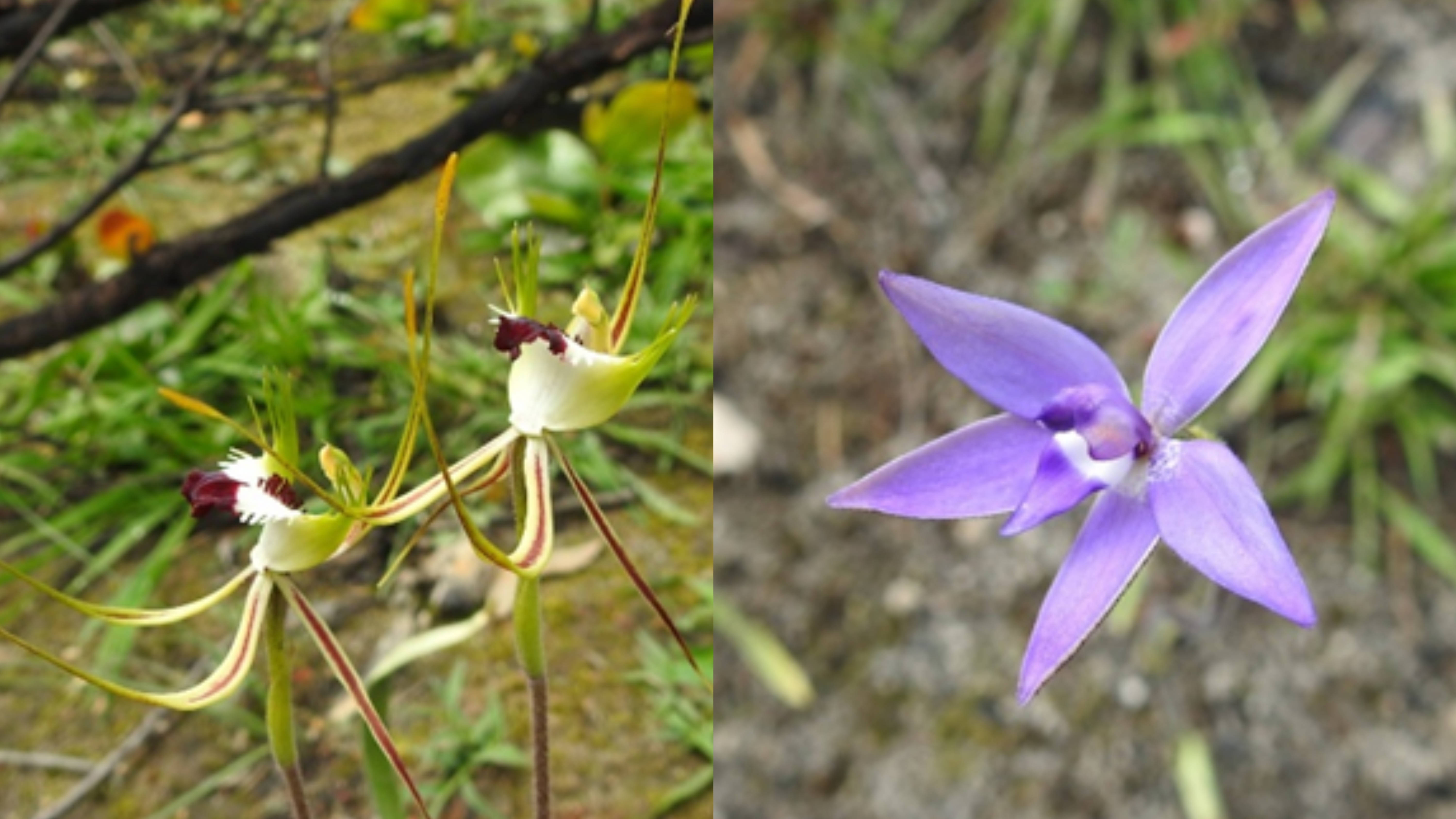 Caledenia Tentaculata and Glossodia major