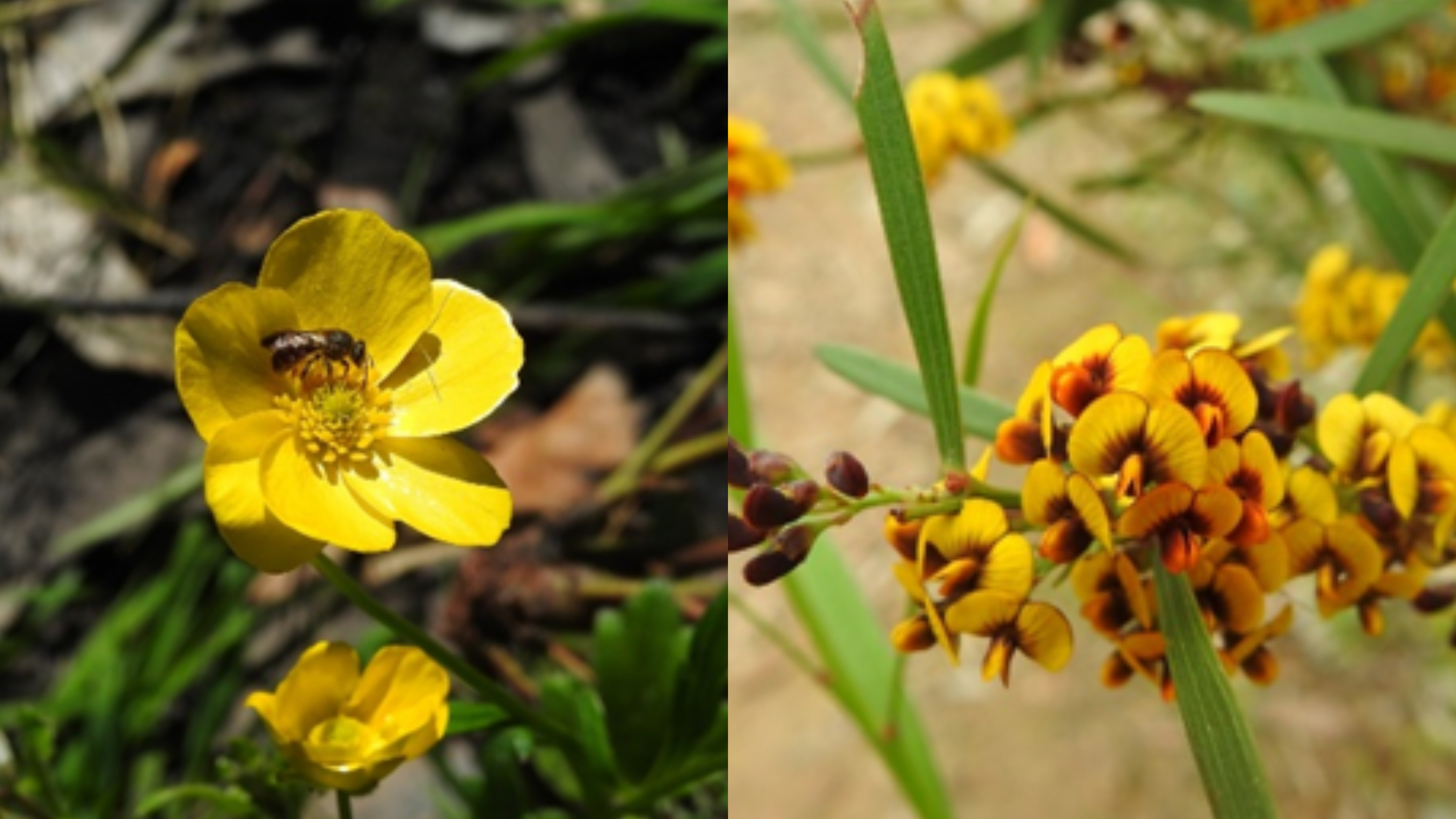 Ranunculus lappaceus and Daviesia leptophylla