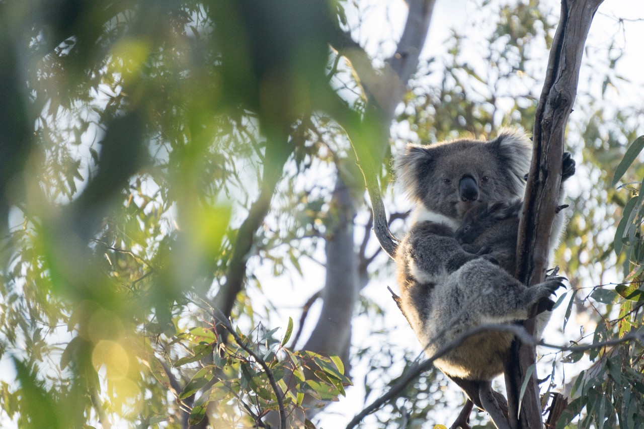 Department for Environment and Water Koala Plates