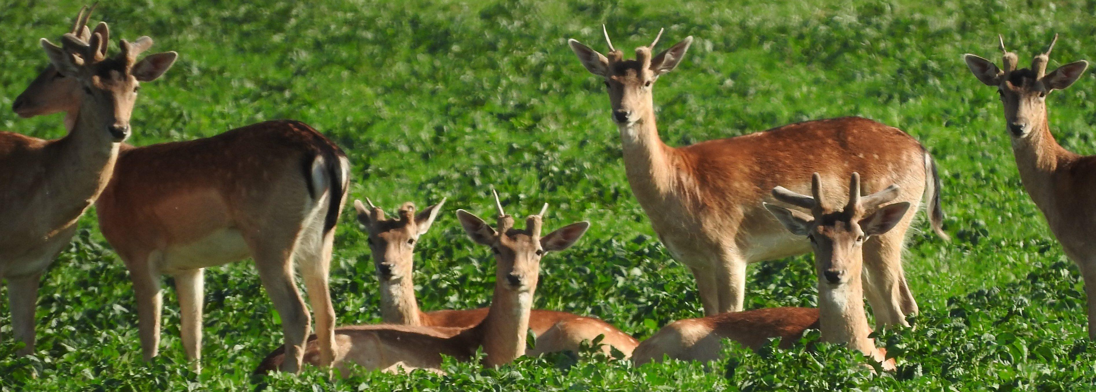 Department for Environment and Water Hunting