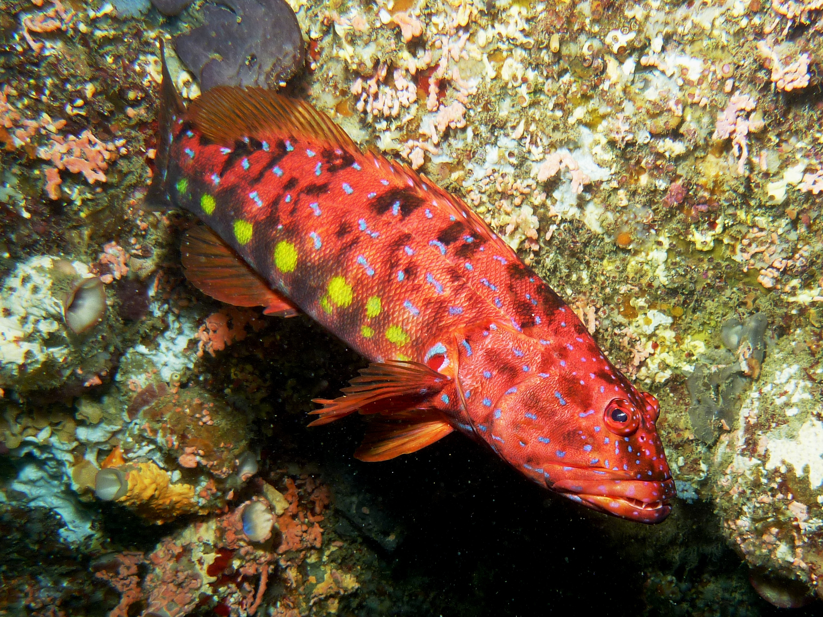 Explore the science behind marine parks