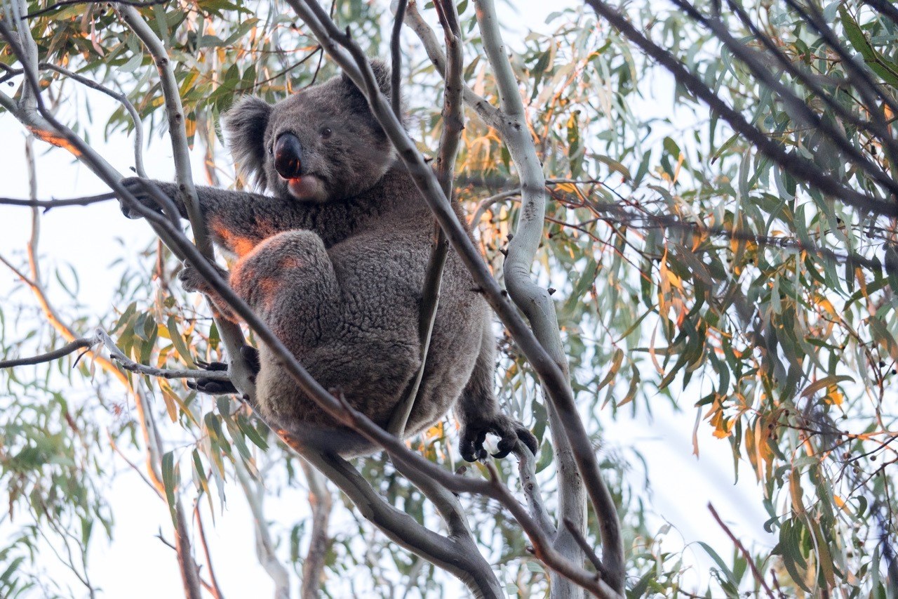 Department for Environment and Water Animals and plants