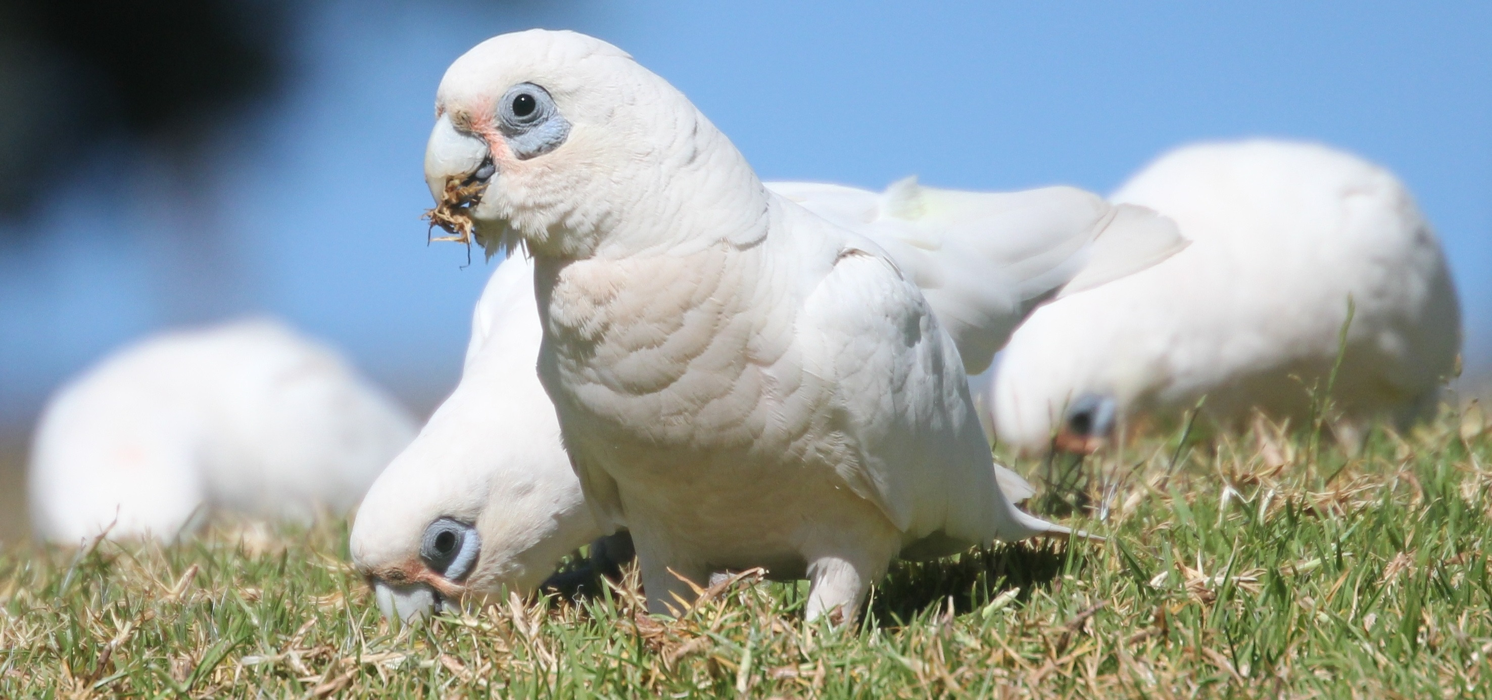 Corella's Mess Department for Environment and Water - Little corellas