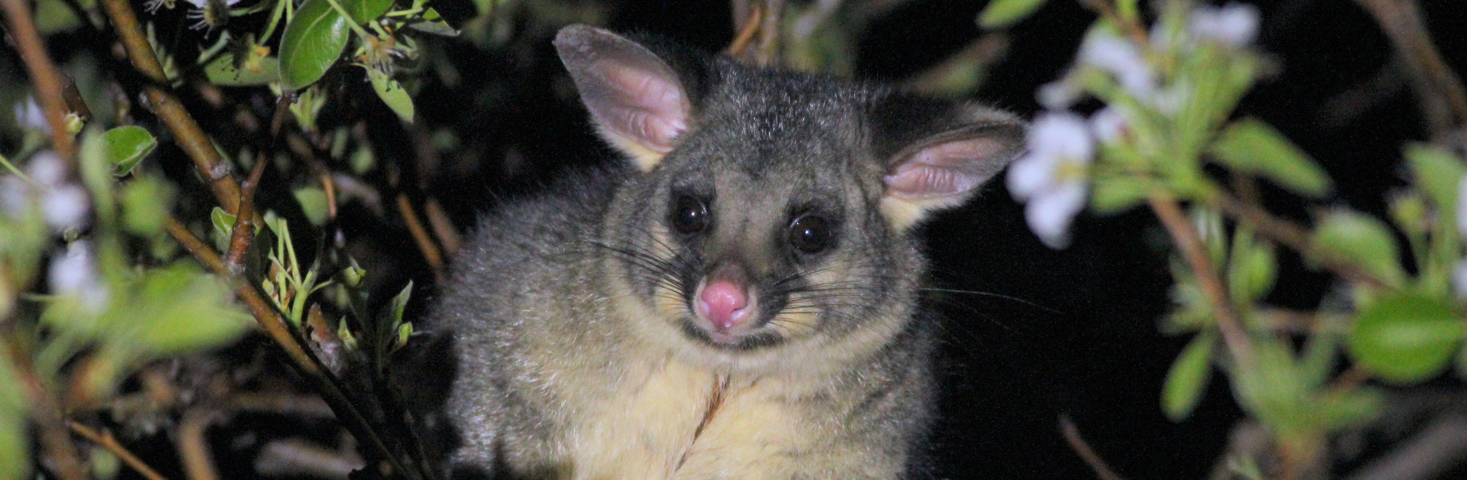 Department for Environment and Water Managing possums