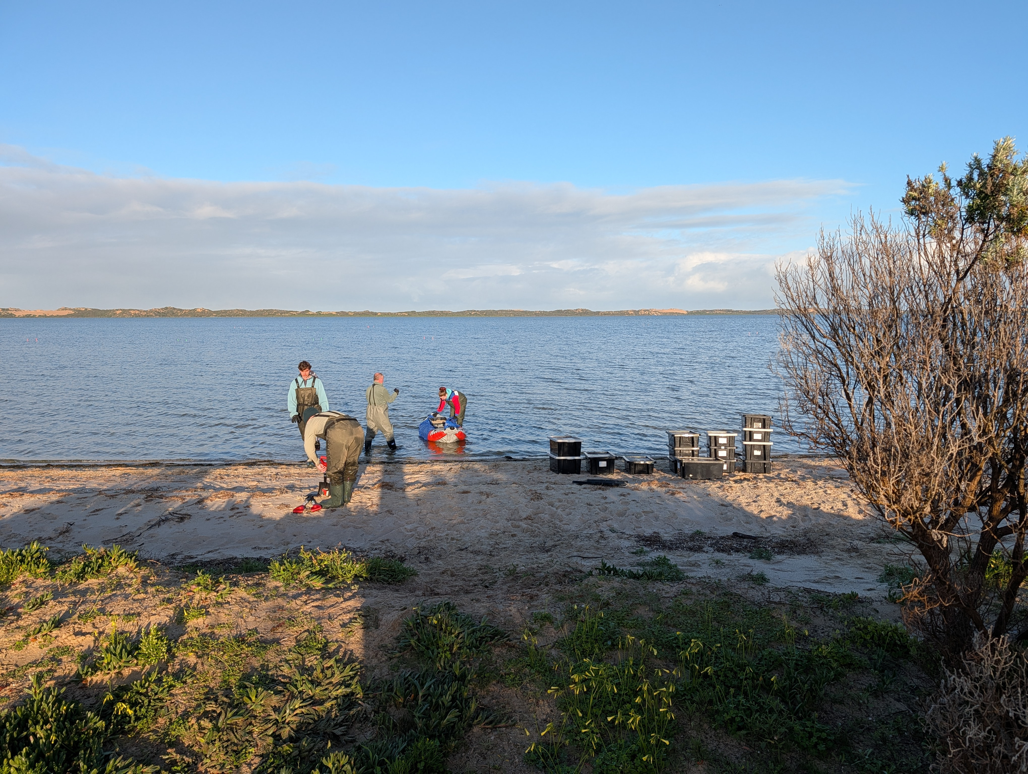 Department for Environment and Water - Helping native aquatic plants…