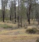 Buloke Woodlands of the Riverina and Murray-Darling Depression Bioregions