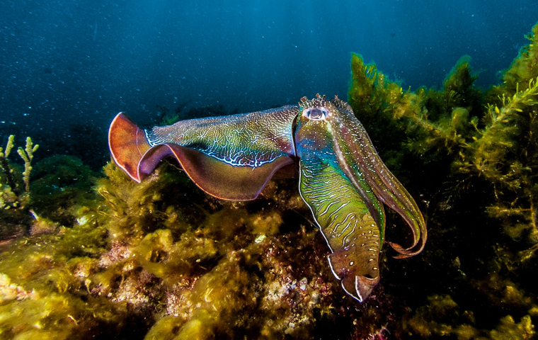 A giant Australian cuttlefish in South Australian waters