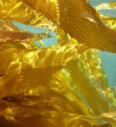 Giant Kelp Marine Forests of South East Australia