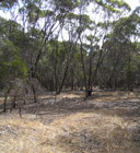 Kangaroo Island Narrow-Leaved Mallee (Eucalyptus cneorifolia) Woodland