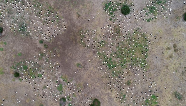 Department for Environment and Water - Drone monitoring reveals…