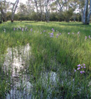 Seasonal Herbaceous Wetlands (Freshwater) of the Temperate Lowland Plains