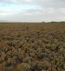 Subtropical and Temperate Coastal Saltmarsh