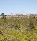 Swamps of the Fleurieu Peninsula