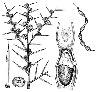 Acacia colletioides